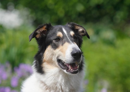 Bearded Collie