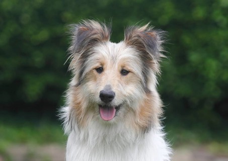 Bearded Collie Collie-Collie-Mix