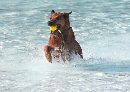 Harzer Fuchs Labrador