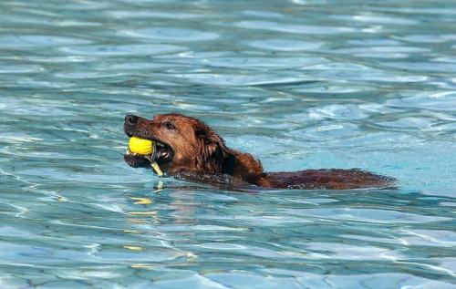 Harzer Fuchs Labrador