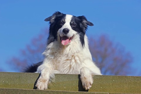 Australian Shepherd