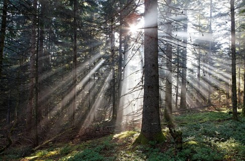 Rays of light