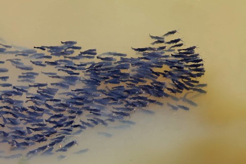 Catfish (Ameiurus melas)