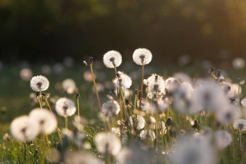 Dandelion clocks