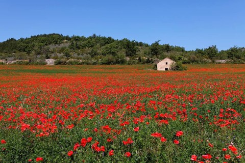 Cabana and poppy field near Millau