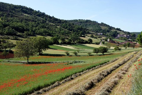 Agricultural landscape near Peyre