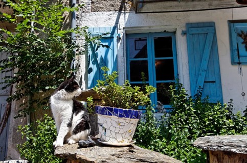 Cat sitting in front of house