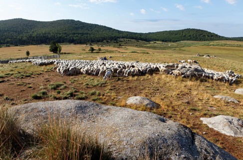 Flock of sheep in the hamlet of Bellecoste