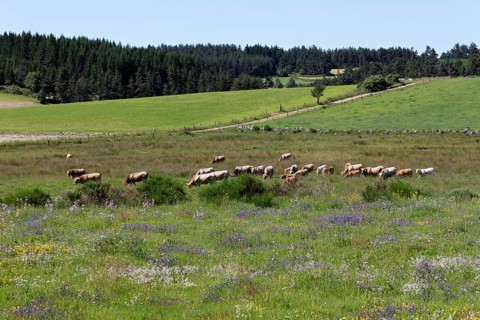Cattle grazing on a meadow