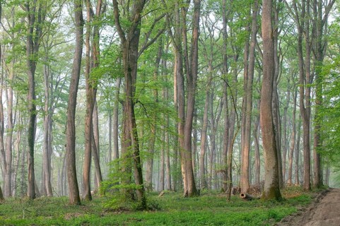 Oak forest of Moladiers towards Moulins