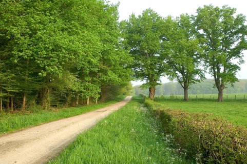 Track through oak forest of Moladiers towards Moulins