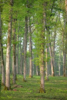Oak forest of Moladiers towards Moulins