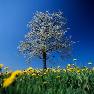 Cherry tree in bossom