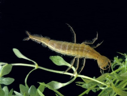 Great Diving Beetle (Dytiscus marginalis)
