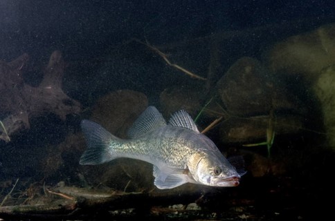 Zander (Sander lucioperca