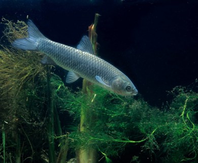 Grass Carp (Ctenopharyngodon idella)