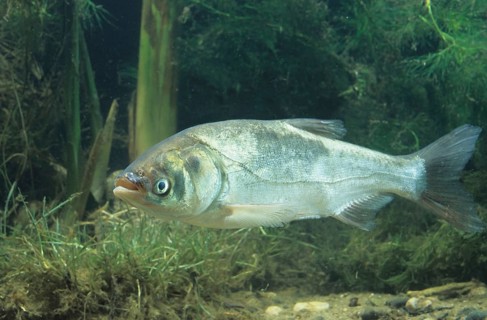 Silver Carp (Hypophthalmichthys molitrix)