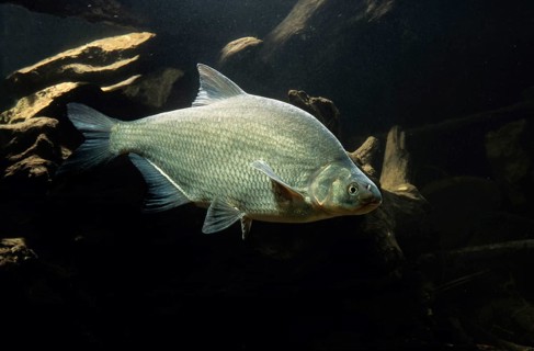 Carp Bream (Abramis brama)