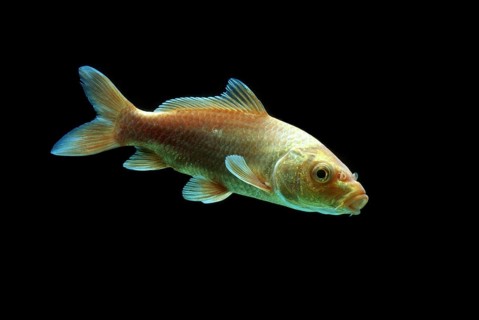 Ornamental koi carp