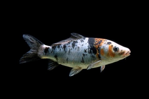 Ornamental koi carp