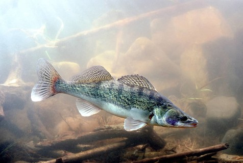 Zander (Sander lucioperca