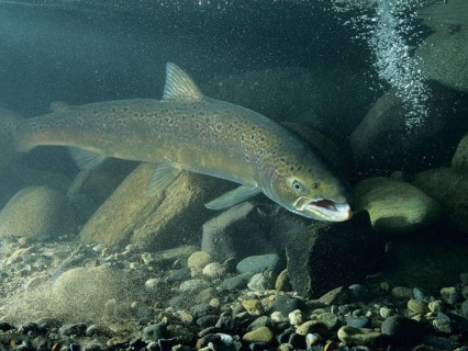 Atlantic Salmon (Salmo salar)