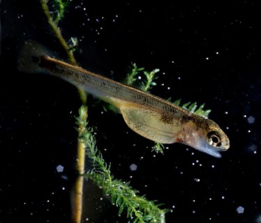 Brown Trout (Salmo trutta fario) just after hatching
