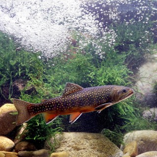 Brook Trout (Salvelinus fontinalis)