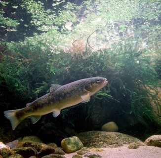 Brown Trout (Salmo trutta fario)
