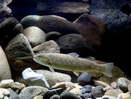 Brown Trout (Salmo trutta fario)