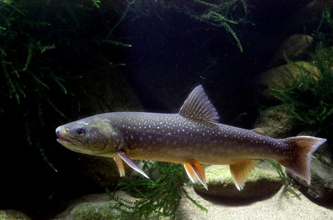 Brook Trout (Salvelinus fontinalis)