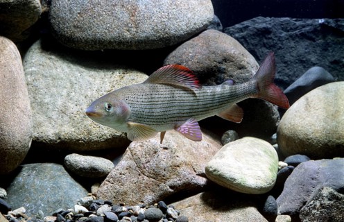 Grayling (Thymallus thymallus)