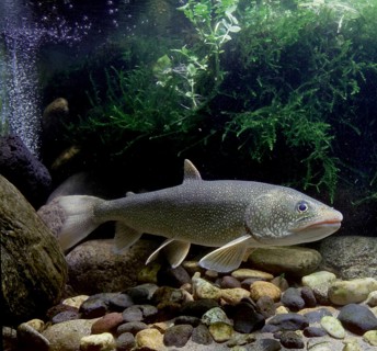 Lake Trout (Salvelinus namaycush)