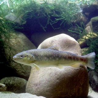 Brown Trout (Salmo trutta fario)