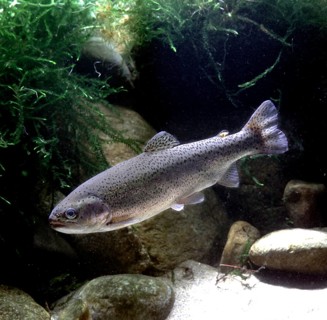 Rainbow Trout (Salmo gairdneri)
