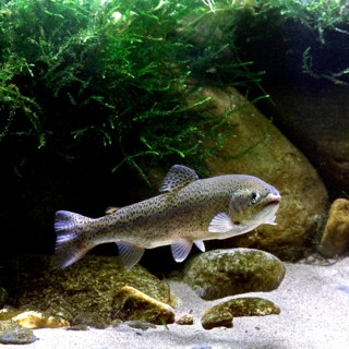 Rainbow Trout (Salmo gairdneri)