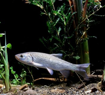 European Chub (Leuciscus cephalus)