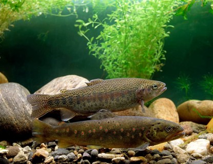 Brown Trout (Salmo trutta fario) and Rainbow Trout (Salmo gairdneri)