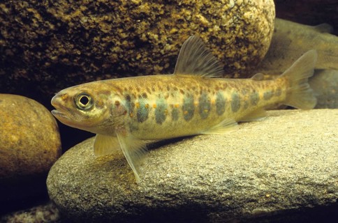Atlantic Salmon (Salmo salar)