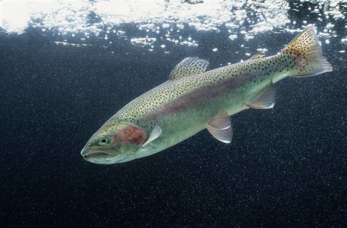 Rainbow Trout (Salmo gairdneri)