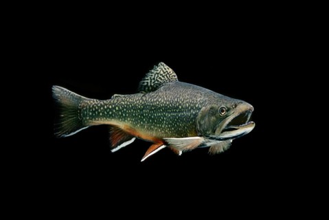 Brook Trout (Salvelinus fontinalis)