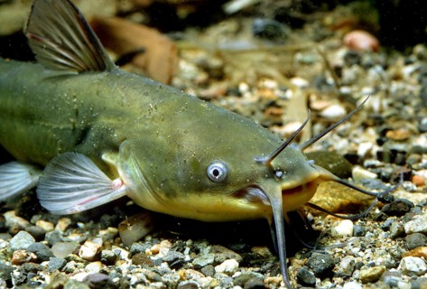 Black Bullhead (Ictalurus melas)