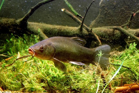 Tench or Doctor Fish (Tinca tinca)
