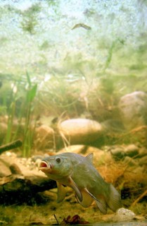Tench or Doctor Fish (Tinca tinca)