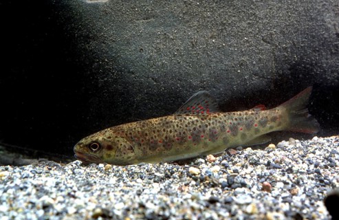 Brown Trout (Salmo trutta fario)