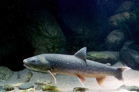 Arctic Shar (Salvelinus alpinus)