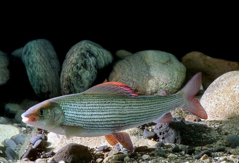 Grayling (Thymallus thymallus)
