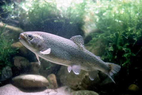 Rainbow Trout (Salmo gairdneri)