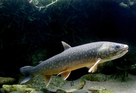 Arctic Shar (Salvelinus alpinus)