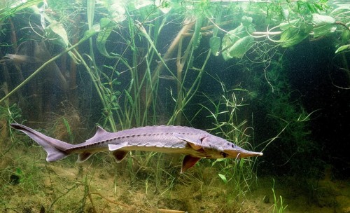 Siberian Sturgeon (Acipenser baerii)